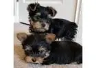 AKC Yorkshire Terrier (Yorkie) Puppies