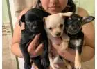 Cute Chihuahua Pupies for Sale: Reserve Yours Now