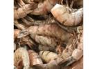 Fresh Seafood Deals – Jumbo Shrimp for Sale