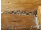 Reliable Rodent Protection for Homes and Businesses