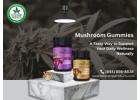 Mushroom Gummies for Daily Wellness Support | Natural Edibles