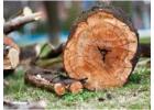 Stump Grinding Sydney | Ben's Tree and Garden Services