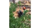 Land Clearing Newport - Sam's Tree Services North Shore
