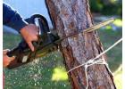Tree Removal Services Killara - Arborists NSW