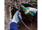 Tree Pruning Riverview - North Shore Tree Loppers