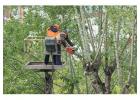 Tree Services Dural - Sydney Tree Felling