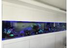 Bring Your Aquarium to Life with Oasis Aquariums