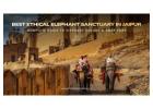 Explore the Elephant Sanctuary Ethically in Jaipur