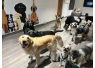 Dog Boarding Without Cages