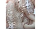Buy Fresh Fish Fillets Online