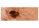 bed bug control Vancouver