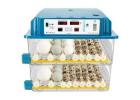 Parrot egg and incubator 