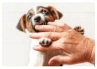 Prestige K9 |  Dog Training in Sacramento