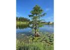 Bald Cypress Tree | Buy Online with Free Delivery & Planting