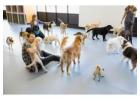 Dog Day Care 24 Hours Mt. Tabor