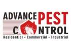 Wasp Control Service Vancouver