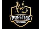 Personal Protection Dogs for Sale | Prestige Protection Dogs